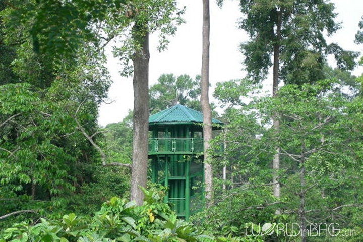 مرکز اکتشافات جنگل‌های بارانی-1  