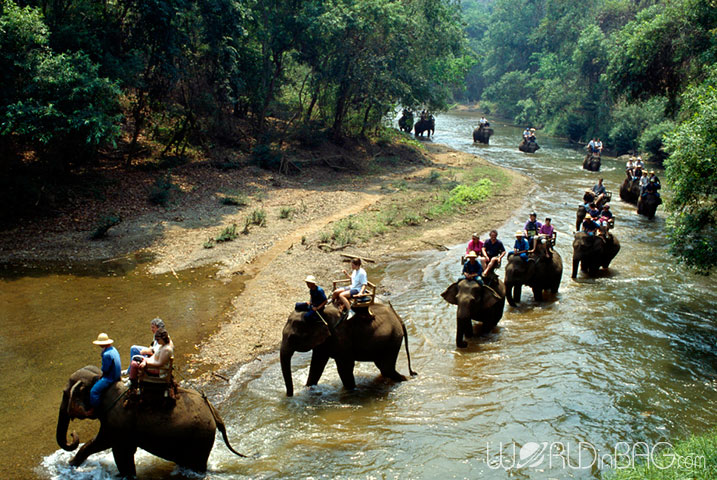 فیل سواری در کانچانبوری  