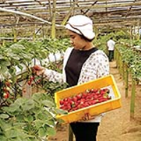 جهان در کیف